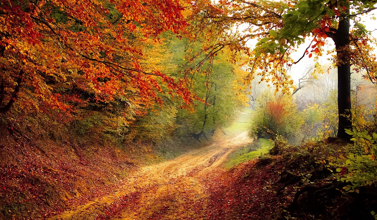 Path through autumnal woodland